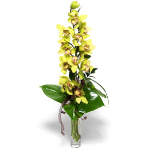  Mula internetten iek siparii  cam vazo ierisinde tek dal canli orkide