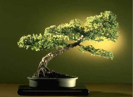 ithal bonsai saksi iegi  Mula iek online iek siparii 