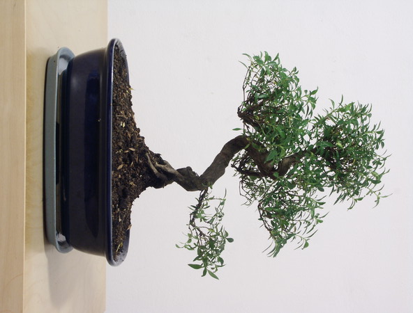 ithal bonsai saksi iegi  Mula yurtii ve yurtd iek siparii 