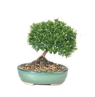 ithal bonsai saksi iegi  Mula nternetten iek siparii 