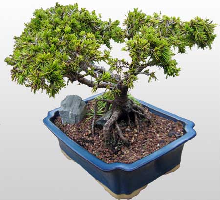 ithal bonsai saksi iegi  Mula iek online iek siparii 