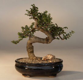 ithal bonsai saksi iegi  Mula iek yolla 