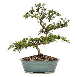 Mula internetten iek siparii  ithal bonsai saksi iegi  Mula iek siparii vermek 
