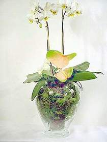  Mula uluslararas iek gnderme  Cam yada mika vazoda zel orkideler