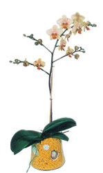  Mula online ieki , iek siparii  Phalaenopsis Orkide ithal kalite