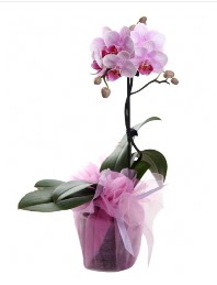 1 dal pembe orkide saksı çiçeği  Muğla hediye çiçek yolla 