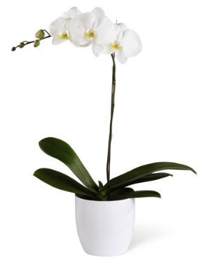 1 dall beyaz orkide  Mula iek yolla 