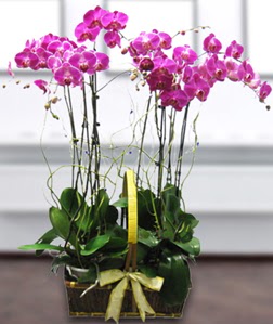 4 dall mor orkide  Mula ieki maazas 