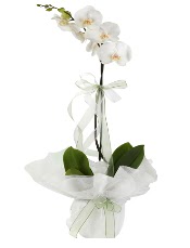 1 dal beyaz orkide iei  Mula yurtii ve yurtd iek siparii 