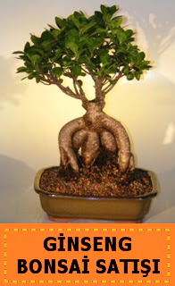 Ginseng bonsai sat japon aac  Mula iek yolla , iek gnder , ieki  