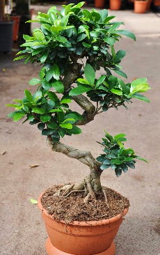 Orta boy bonsai saks bitkisi  Mula gvenli kaliteli hzl iek 