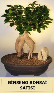 thal Ginseng bonsai sat japon aac  Mula iek servisi , ieki adresleri 