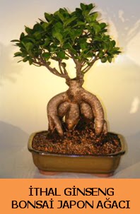 thal japon aac ginseng bonsai sat  Mula internetten iek siparii 