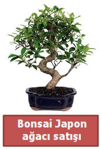 Japon aac bonsai sat  Mula iek servisi , ieki adresleri 
