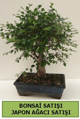 Minyatr bonsai japon aac sat  Mula iek siparii vermek 