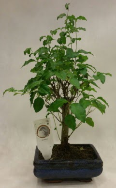 Minyatr bonsai japon aac sat  Mula cicekciler , cicek siparisi 