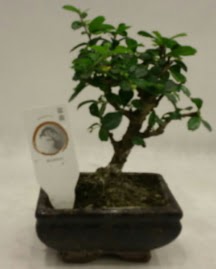 Kk minyatr bonsai japon aac  Mula cicek , cicekci 