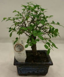 Minyatr ithal japon aac bonsai bitkisi  Mula uluslararas iek gnderme 