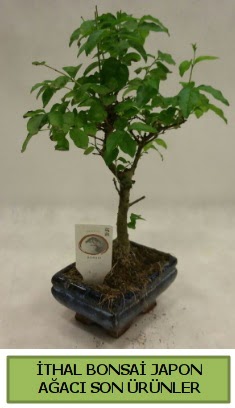 thal bonsai japon aac bitkisi  Mula ieki telefonlar 