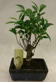 Japon aac bonsai bitkisi sat  Mula cicekciler , cicek siparisi 