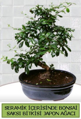 Seramik vazoda bonsai japon aac bitkisi  Mula iek servisi , ieki adresleri 