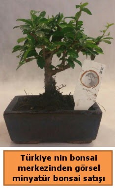 Japon aac bonsai sat ithal grsel  Mula online iek gnderme sipari 