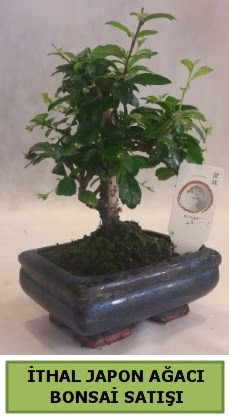 thal japon aac bonsai bitkisi sat  Mula cicekciler , cicek siparisi 