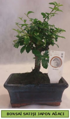 Minyatr bonsai aac sat  Mula cicek , cicekci 