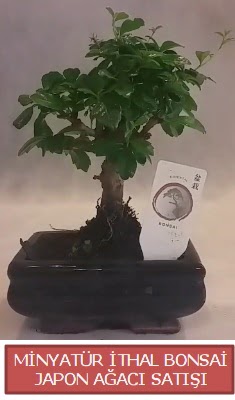 Kk grsel bonsai japon aac bitkisi  Mula 14 ubat sevgililer gn iek 