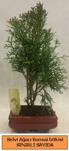 Selvi aac bonsai japon aac bitkisi  Mula uluslararas iek gnderme 