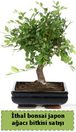 thal bonsai saks iei Japon aac sat  Mula internetten iek siparii 