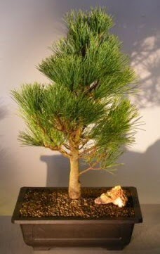 am aac japon aac bitkisi bonsai  Mula cicekciler , cicek siparisi 