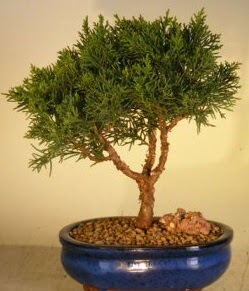 Servi am bonsai japon aac bitkisi  Mula online iek gnderme sipari 