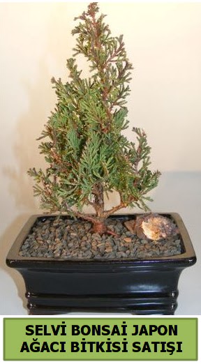 Selvi am japon aac bitkisi bonsai  Mula cicekciler , cicek siparisi 