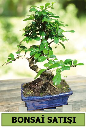 am bonsai japon aac sat  Mula uluslararas iek gnderme 