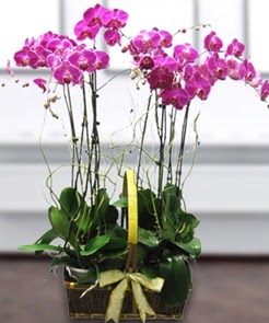 7 dall mor lila orkide  Mula iek siparii vermek 