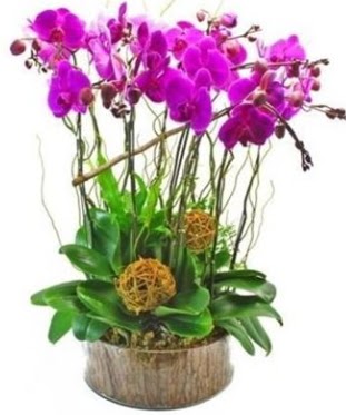 Ahap ktkte lila mor orkide 8 li  Mula iek maazas , ieki adresleri 