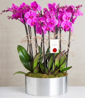 11 dall mor orkide metal vazoda  Mula iek siparii vermek 
