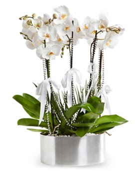Be dall metal saksda beyaz orkide  Mula online iek gnderme sipari 