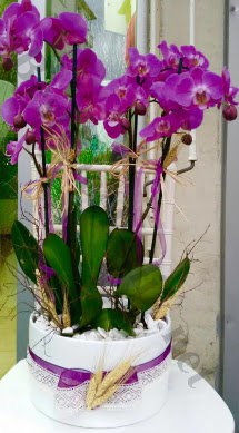 Seramik vazoda 4 dall mor lila orkide  Mula online ieki , iek siparii 