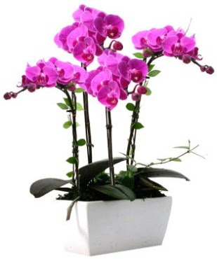 Seramik vazo ierisinde 4 dall mor orkide  Mula uluslararas iek gnderme 