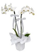 2 dall beyaz orkide  Mula ieki maazas 