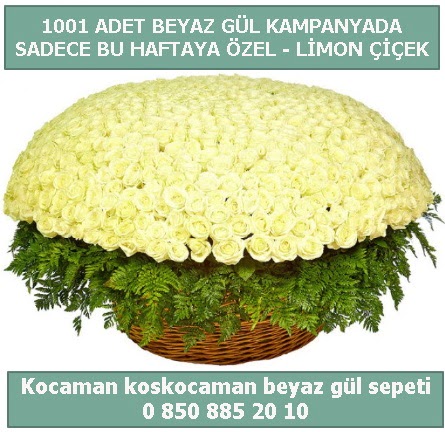 1001 adet beyaz gül sepeti özel kampanyada  Muğla çiçek siparişi vermek 