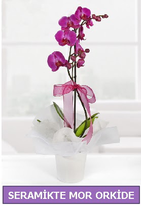 Seramik içerisinde birinci kalite tek dallı mor orkide  Muğla internetten çiçek siparişi 