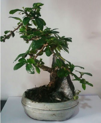 S eklinde ithal bonsai aac  Mula online iek gnderme sipari 