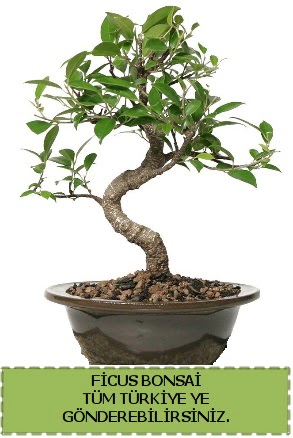 Ficus bonsai  Mula iek siparii vermek 