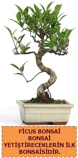 Ficus bonsai 15 ile 25 cm arasndadr  Mula online iek gnderme sipari 