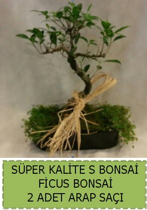 Ficus S Bonsai ve arap saçı  Muğla cicekciler , cicek siparisi 