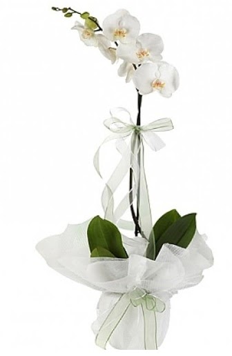 Tekli Beyaz Orkide  Mula hediye sevgilime hediye iek 