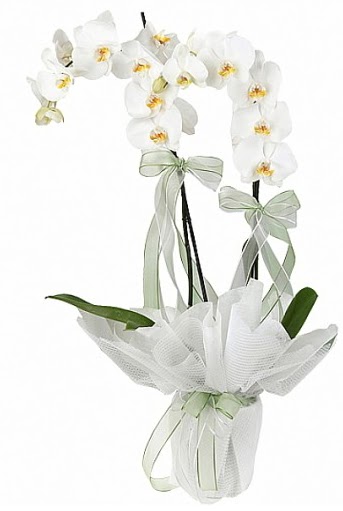 ift Dall Beyaz Orkide  Mula iek gnderme 
